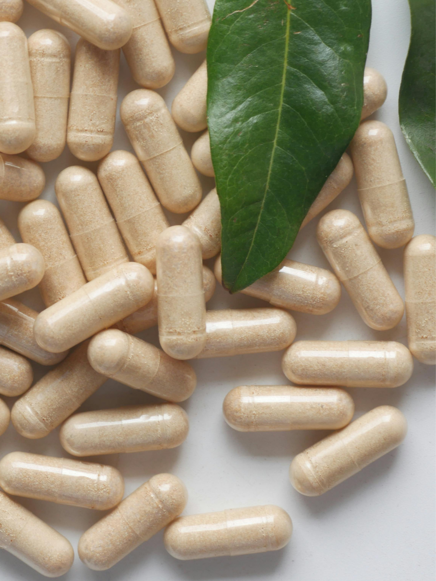 Mariendistel - Komplex